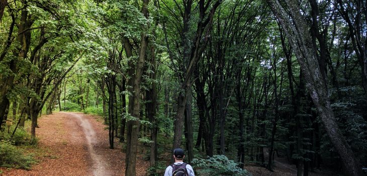 man standing in the middle of woods