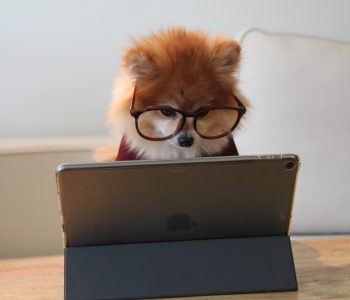 brown and white long coated small dog wearing eyeglasses on black laptop computer