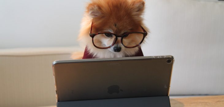 brown and white long coated small dog wearing eyeglasses on black laptop computer