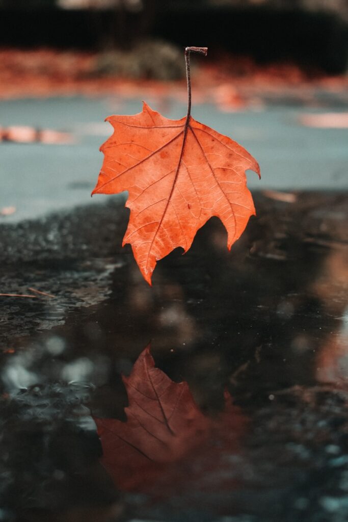 Orange leaf falling from trees on a cloudy autumn day.