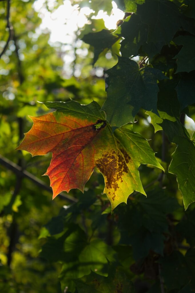 Close-up of a leaf that is half green and half orange, symbolizing the seasonal transition from summer to fall.