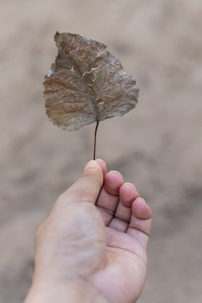 A close-up of a hand gently holding a single autumn leaf, symbolizing quiet gratitude and resilience.