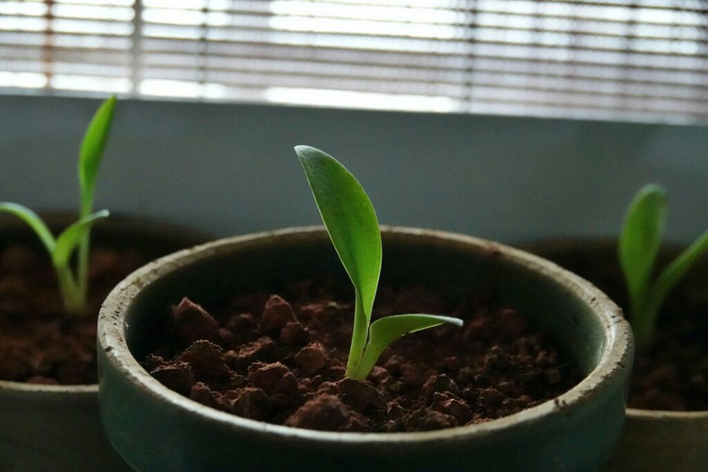 Single plant sprouting in a pot, symbolizing small steps and gradual growth