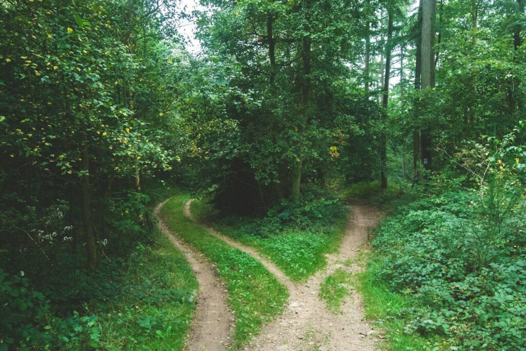 A forest trail that splits into two paths, symbolizing choices and different directions of thought.
